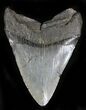 Bargain Megalodon Tooth - South Carolina #21969-2